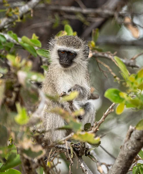 Vervet Monkeys Chlorocebus Pygerythrus Sentado Uma Árvore Kruger National Park — Fotografia de Stock