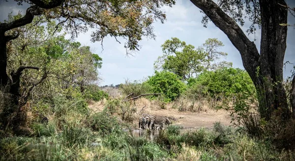 Зебры Водопоя Национальном Парке Крюгер Юар — стоковое фото