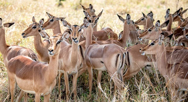 Impalas Csoport Aepyceros Melampus Afrikai Szavannában Kruger Nemzeti Park Dél — Stock Fotó