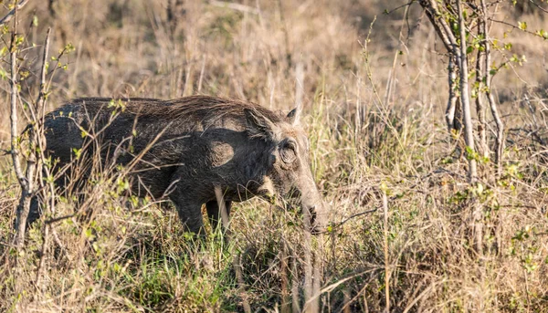 Warthog Phacochoerus Africanus Kruger National Park Sydafrika — Stockfoto