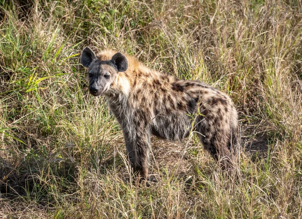 Spotted Hyena Crocuta Crocuta Kruger National Park Sydafrika — Stockfoto