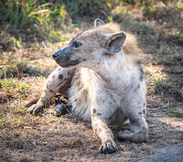 Spotted Hyena Crocuta Crocuta Kruger National Park Sydafrika — Stockfoto