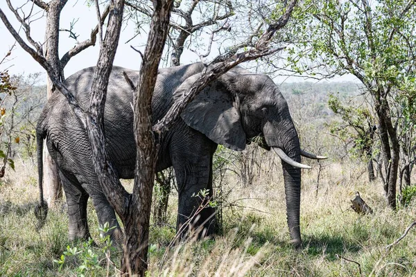 Αφρικανικός Ελέφαντας Loxodonta Africana Στο Εθνικό Πάρκο Kruger Νότια Αφρική Royalty Free Εικόνες Αρχείου