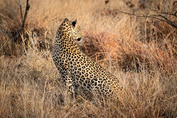 Young Male African Leopard Panthera Pardus Kruger National Park South Fotos de stock libres de derechos