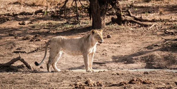 Joven Leona Panthera Leo Pozo Agua Parque Nacional Kruger Sudáfrica Imagen De Stock