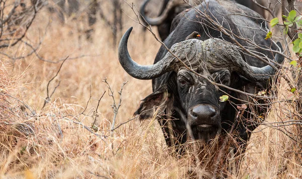 Búfalo Africano Syncerus Caffer Sabana Parque Nacional Kruger Sudáfrica Fotos De Stock