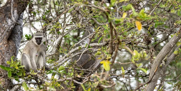Vervet Monkeys Chlorocebus Pygerythrus Sitzen Einem Baum Kruger Nationalpark Südafrika Stockbild