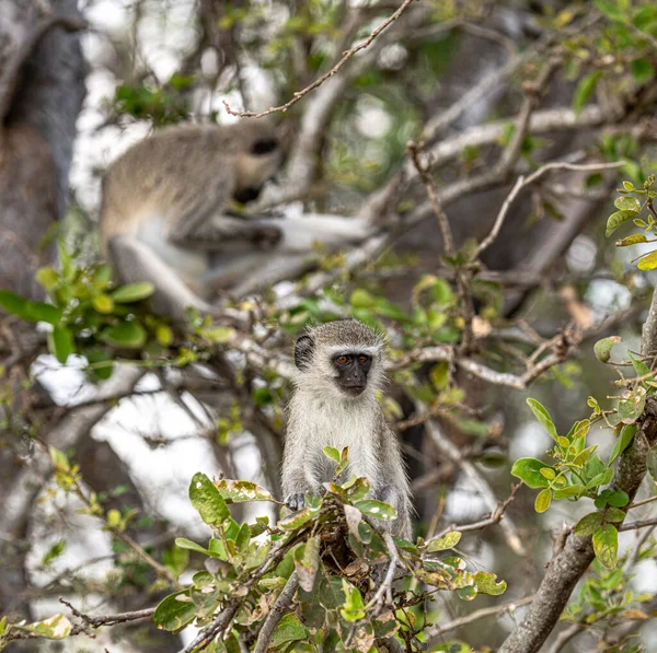 Мавпи Вервет Chlorocebus Pygerythrus Сидять Дереві Національний Парк Крюгер Південна Ліцензійні Стокові Зображення