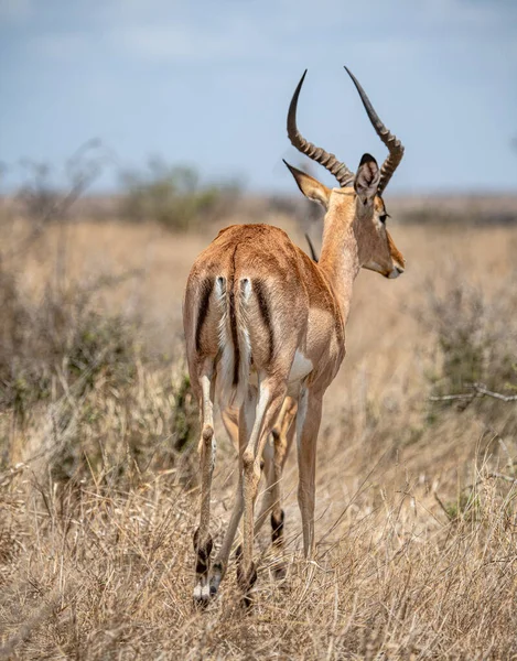 Impala Masculino Aepyceros Melampus Visão Traseira Parque Nacional Kruger África Imagem De Stock