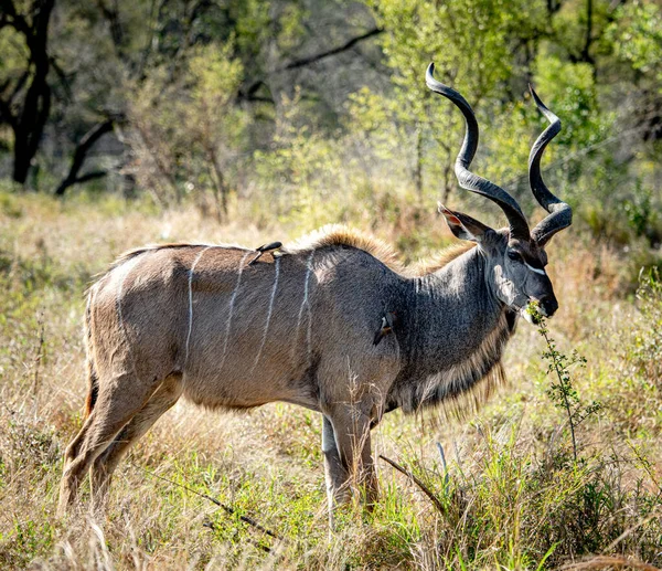 Man Större Kudu Tragelaphus Strepsiceros Kruger Nationalpark Sydafrika Royaltyfria Stockbilder