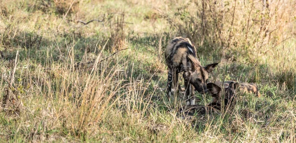 Afrikanska Vilda Hundar Lycaon Pictus Kruger National Park Sydafrika — Stockfoto