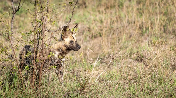 Африканские Дикие Собаки Lycaon Pictus Национальном Парке Крюгера Южная Африка — стоковое фото