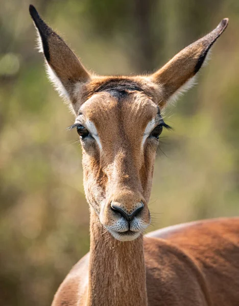 Női Impala Aepyceros Melampus Portré Kruger Nemzeti Parkban Dél Afrika — Stock Fotó