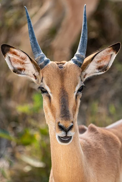 Férfi Impala Aepyceros Melampus Portréja Kruger Nemzeti Parkban Dél Afrika — Stock Fotó