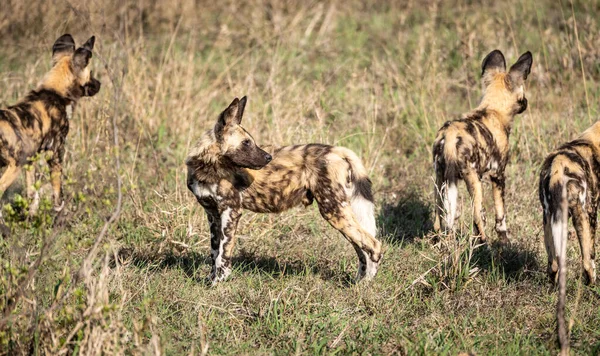 Grupp Afrikanska Vildhundar Lycaon Pictus Kruger National Park Sydafrika Royaltyfria Stockbilder