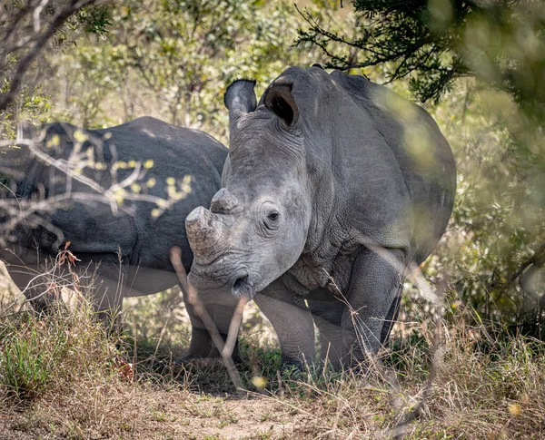 Rinoceronte Blanco Ceratotherium Simum Parque Nacional Kruger Sudáfrica Imagen De Stock