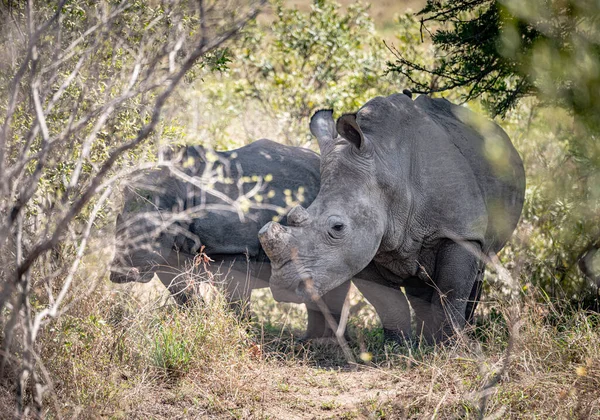 White Rhinoceros Ceratotherium Simum Kruger National Park South Africa Stock Photo