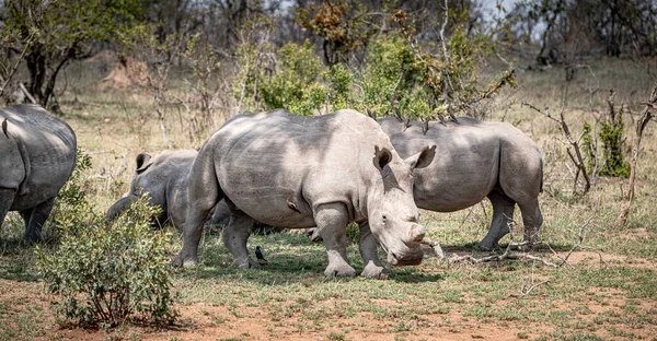 White Rhinoceros Ceratotherium Simum Kruger National Park South Africa Стокова Картинка