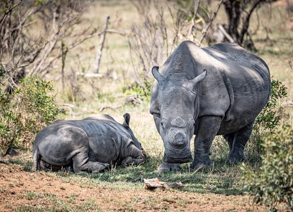 Vit Noshörning Ceratotherium Simum Kruger National Park Sydafrika Stockbild