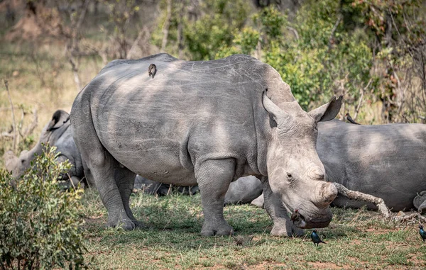 White Rhinoceros Ceratotherium Simum Kruger National Park South Africa Стокове Фото