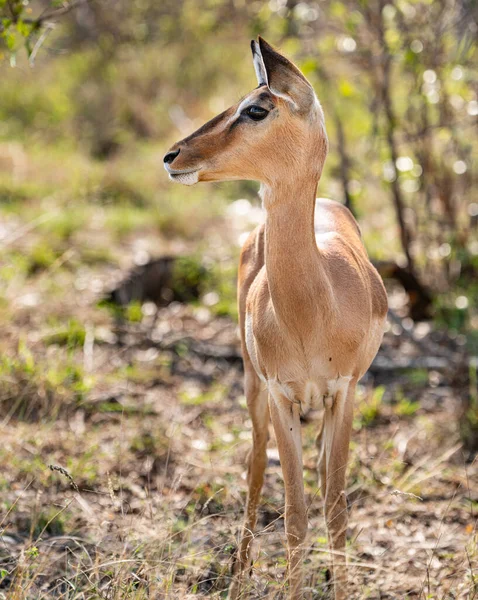 Kvinnliga Impala Aepyceros Melampus Porträtt Kruger National Park Sydafrika Stockbild