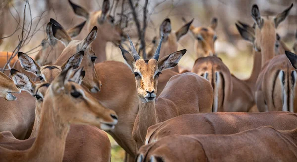Group Impalas Aepyceros Melampus Kruger National Park South Africa Стокова Картинка