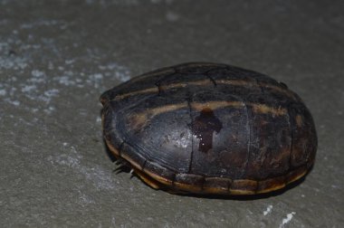 Yaban hayatı küçük utangaç kaplumbağa kaldırımda resim kaydetti