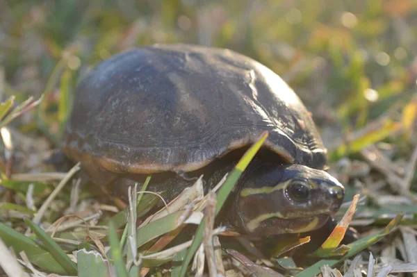 Żółw Zbliżenie Chodzenie Trawie Jeziora Zapisane Obraz Tło Szablon — Zdjęcie stockowe