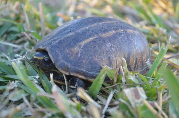 Schildkröte Aus Nächster Nähe Fuß Einem Gras Zum See Gespeichert — Stockfoto