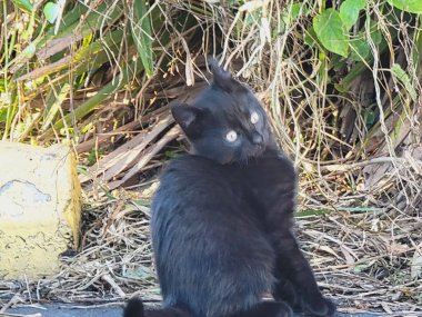 Black cat beautiful picture photo image with plants background template