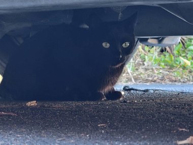 Black young cat sit in the parking lot beautiful picture photo image background template
