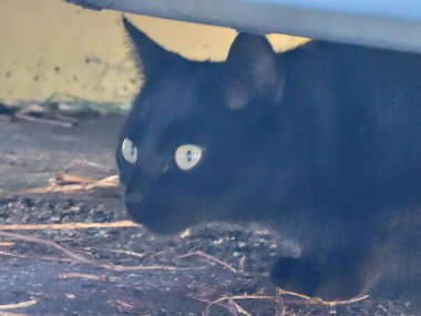 Black young cat sit in the parking lot beautiful picture photo image background template