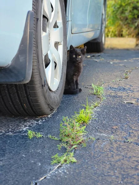 Black Cat yellow eyes under the car picture photo image background template
