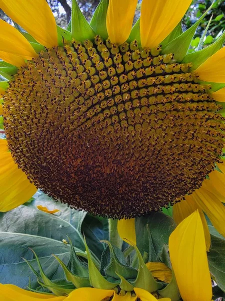 向日葵紧密花冠的核心种子图片背景 — 图库照片