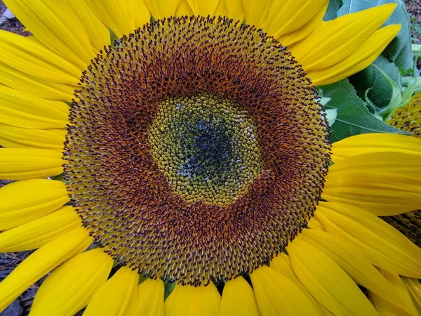 Sunflower Blossom Close Garden Flower Photography Background — Stock Photo, Image