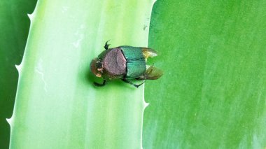 Parlak ve parlak arkaplan şablon resim resmine sahip böcek yeşili güzel böcek