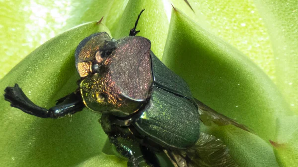 光沢のある明るい色の背景テンプレート画像とビートル緑の美しい昆虫 — ストック写真