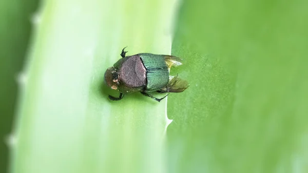 Beetle Green Beautiful Insect Shiny Bright Colors Background Template Picture — Stock Photo, Image
