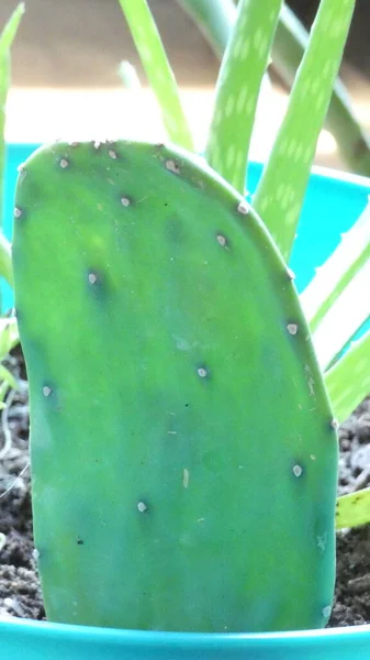 Hoja Verde Cactus Una Plantilla Fondo Imagen Maceta —  Fotos de Stock