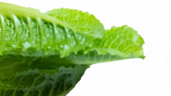 Saláta Zöld Romain Izolált Fehér Háttér Kép Sablon — Stock Fotó