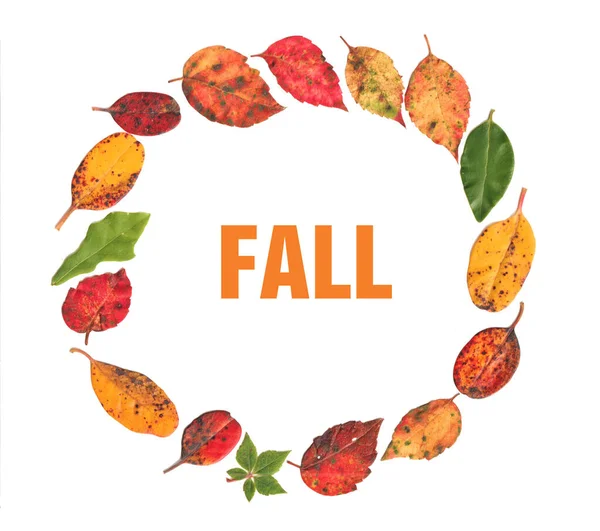秋天的叶子围成一个圆圈 用真正的叶子做一个五彩缤纷的花环 秋天的文字 为一个新的项目季节 用生动的树叶颜色 图片设计 拼出一个文字 — 图库照片