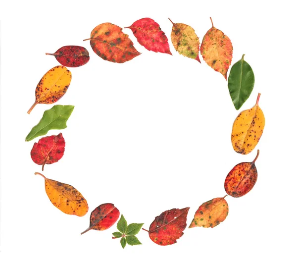 Φθινόπωρο Φθινόπωρο Φύλλα Κύκλο Κάνοντας Ένα Πολύχρωμο Στεφάνι Floral Πραγματικά — Φωτογραφία Αρχείου
