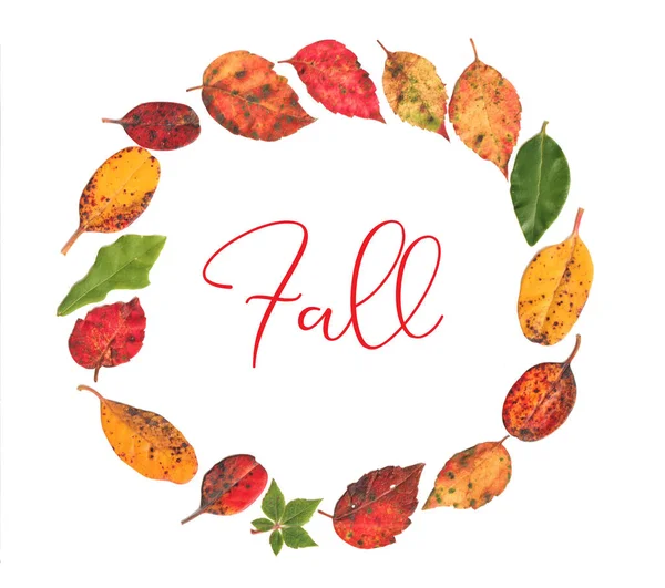 Осень Осенние Листья Кругу Делают Цветущий Венок Настоящих Листьев Осенний — стоковое фото