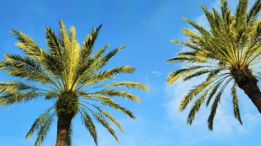 Palmiye ağaçları güneşli günler tropikal güzel hava mavi gökyüzü resimli arka plan şablonu Orlando Florida