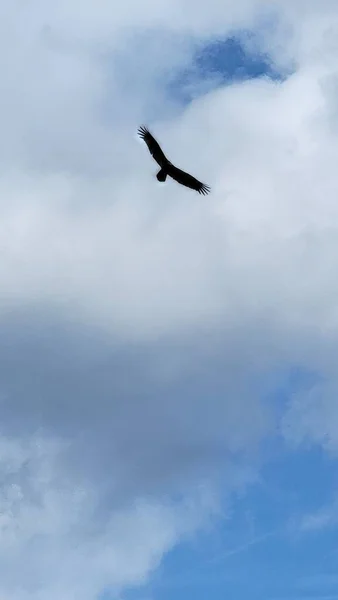 曇った青い鮮やかな空を飛ぶイーグル画像背景テンプレート — ストック写真
