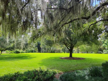 Meşe ağacı bahçesi. Orlando 'nun Kış Parkı, Huzurlu Vaha, Doğanın Güzelliği, Ormanın Manzarası, Rahatlatıcı İnziva, Dış Kaçış, Huzurlu Sığınak, Doğal Mucize