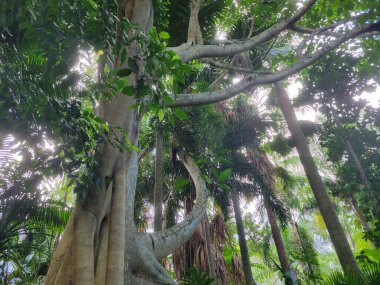 Resmin arka planında meşe ağaçları olan soyut orman