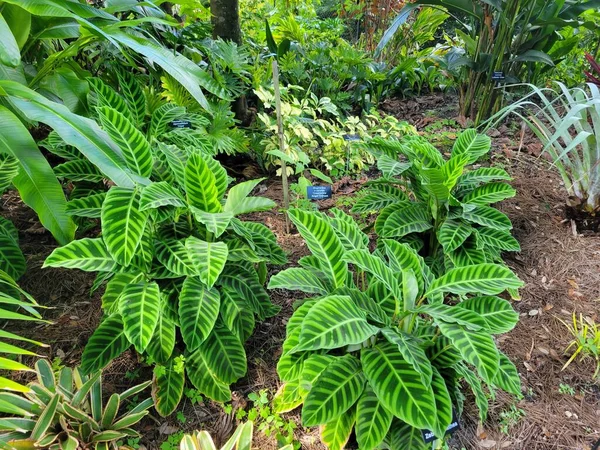 Zebra Calathea veya Calathea zebrina veya Goeppertia, koyu yeşil yapraklara çarpan açık yeşil renkli zebra çizgilerine sahiptir. Canlı şablonu ve eşsiz yeşilliği onu göz alıcı ve kapalı bitki meraklıları için popüler bir seçim yapıyor. Bahçeler.