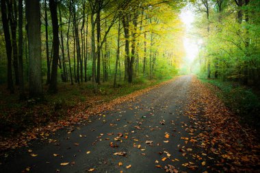 Fallen leaves on the road in the woods, October day in eastern Poland clipart