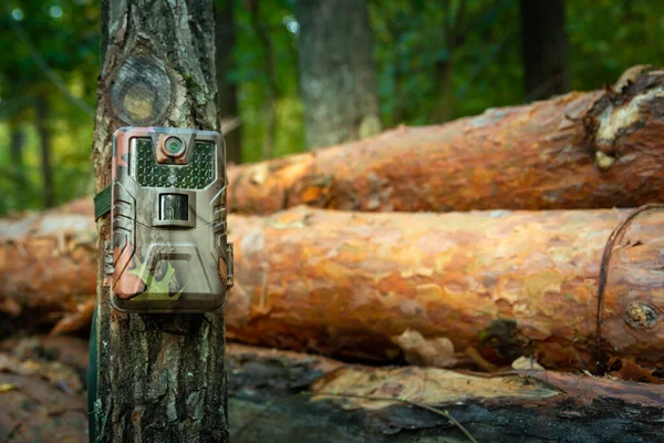 Ловушка Камеры Установленная Лесу Наблюдение Состоянием Деревьев Восточная Польша — стоковое фото
